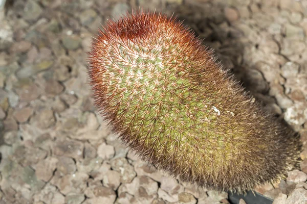 Ostnaté poduškovité kaktusy Mamilárie spinosissima — Stock fotografie