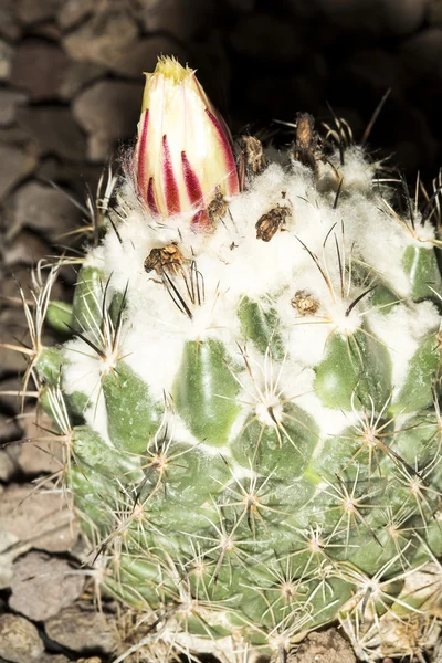 Λουλούδι της έναν κάκτο saglionis Gymnocalycium — Φωτογραφία Αρχείου