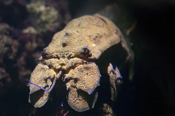 Lagosta de chinelo mediterrânica, Scyllarus pygmaeus — Fotografia de Stock