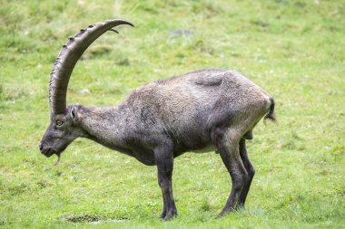 Otlatma erkek Alp dağ keçisi