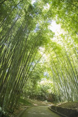 View on road in tropical bamboo forest clipart