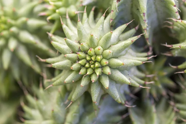 Close-up of succulent plant — Stock Photo, Image