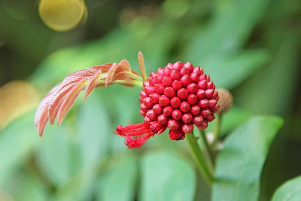 Beautiful red exotic flower — Stock Photo, Image