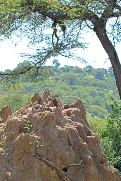 Termieten mierenhoop onder een boom acacia — Stockfoto