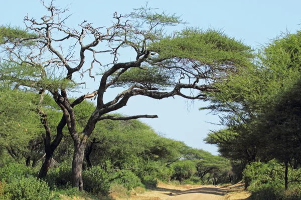 Estrada empoeirada sob uma árvore de acácia, na Tanzânia — Fotografia de Stock