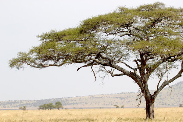 View on acacia tree in Serengeti National Park