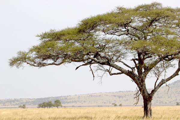 Green tree in close-up against savannah in Serengeti National park in Tanzania