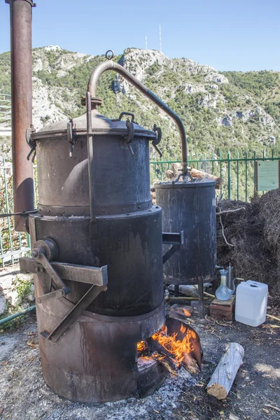 Processing of lavender for the extraction of the scented oil