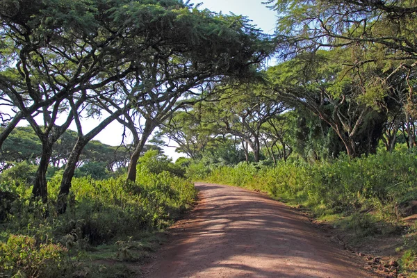 Дорога вздовж ліс Нгоронгоро — стокове фото