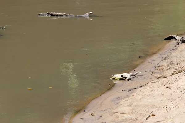 塞伦盖蒂河沿岸的头骨 — 图库照片