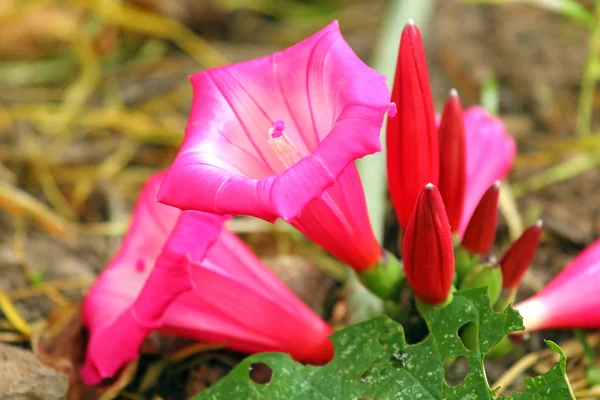 Close-up of bright pink flowers — Stock Photo, Image