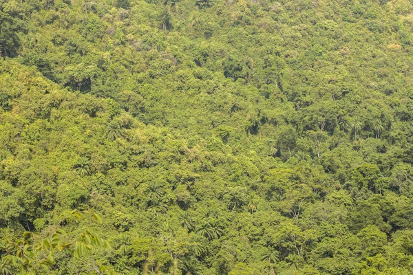 Vista aerea sulla foresta Gombe verde brillante — Foto Stock