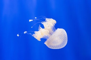 Avustralya benekli denizanası veya phyllorhiza punctata