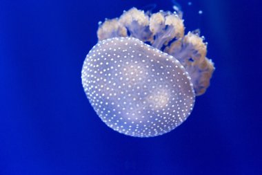 Avustralya benekli denizanası, phyllorhiza punctata detay