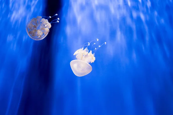 Két ausztrál foltos medúza, phyllorhiza punctata — Stock Fotó