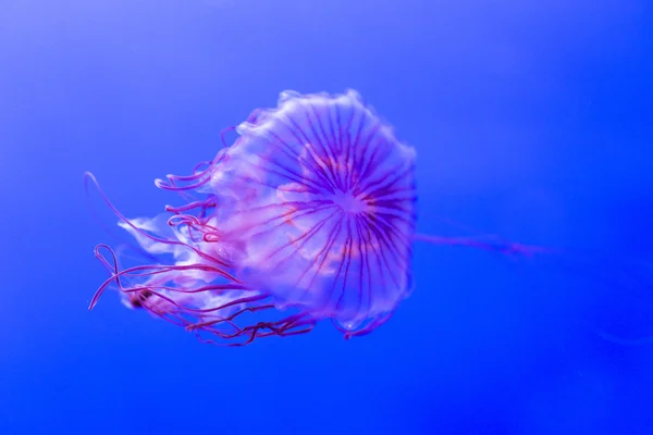 Jellyfish kwown como urtiga-do-norte, chrysaora melanaster — Fotografia de Stock