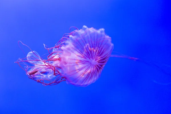 Chrysaora melanaster, Severní moře kopřivy medúzy — Stock fotografie