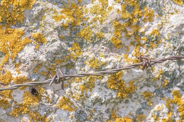 Close-up of yellow moss on white stone wall