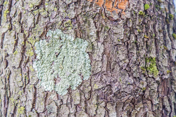 Corteza de árbol con líquenes de colores — Foto de Stock