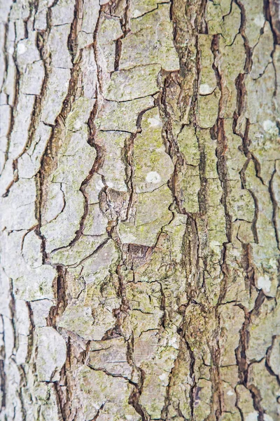 나무 껍질의 클로즈업 — 스톡 사진
