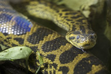 Sarı anaconda suda yüzen
