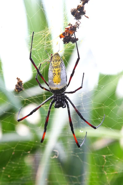 Female giant wood spider on the web — Stock Photo, Image