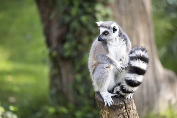 Lemure coda ad anello su un tronco — Foto Stock