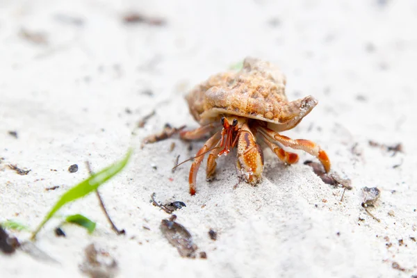 Caranguejo eremita em uma praia tropical — Fotografia de Stock