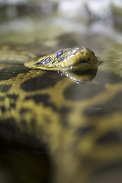 Anaconda amarelo descansando na água — Fotografia de Stock