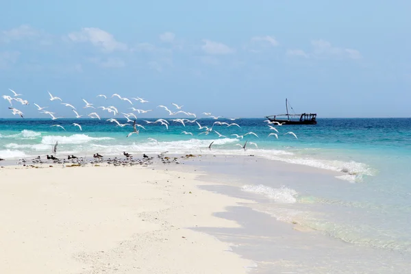 Tropical watercape with flying seagulls — Stock Photo, Image