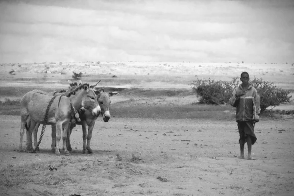 Tanzanian man with a couple of donkeys — Stock Photo, Image