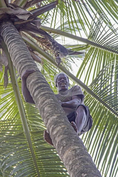 Mann klettert auf Palme, um die reifen Kokosnüsse zu sammeln Stockbild