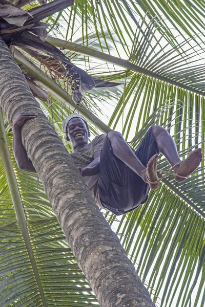 Человек с босыми ногами взбирается на кокосовую пальму Стоковое Изображение