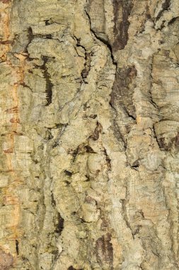Cork ağaç kabuğu dokusu