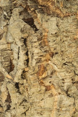 Cork kabuk dokulu arka plan