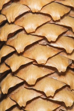 Sedir kabuğu makro çekim