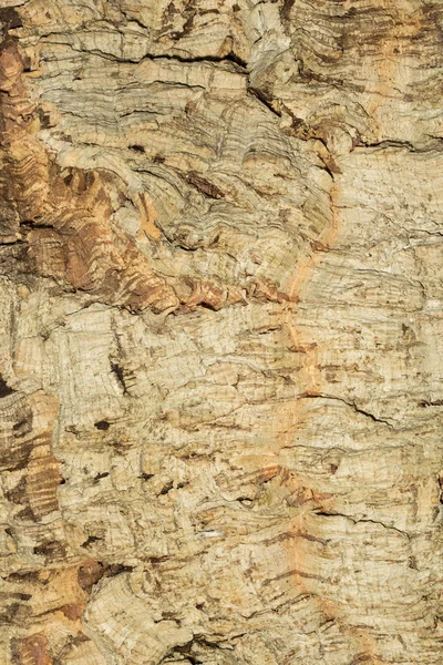 코르크 나무 껍질의 클로즈업 — 스톡 사진