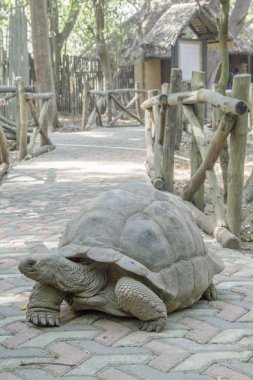 Aldabra dev kaplumbağa kaldırımda