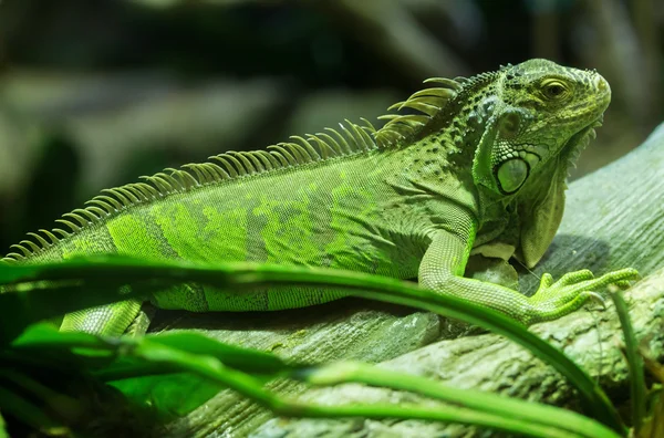 Common green iguana standing on a branch — Stock Photo, Image
