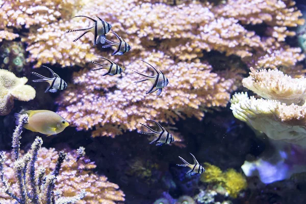 サンゴの水泳に対していくつかの小さな魚のクローズ アップ — ストック写真