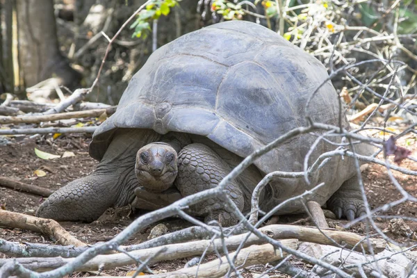 Aldabra гігантська черепаха в лісі — стокове фото