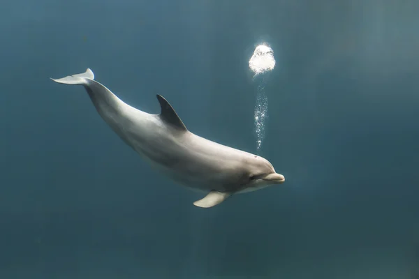 バンドウイルカ イルカはシャボン玉を吹く — ストック写真