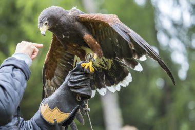 Kolundaki bir Harris'in Şahin ile Falconer