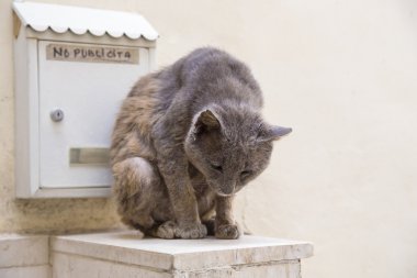 Posta kutusu oturan gri kedi