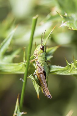 Çim bir bıçak üzerinde kriket