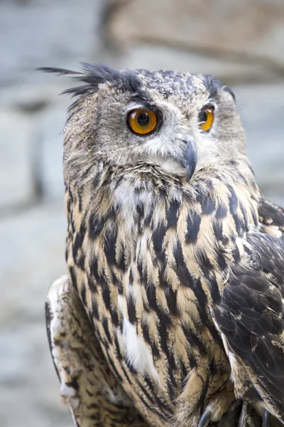 Retrato de un búho águila euroasiático — Foto de Stock