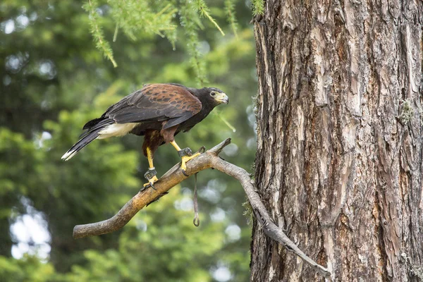 Harris's hawk perched on a branch — Stock Photo, Image