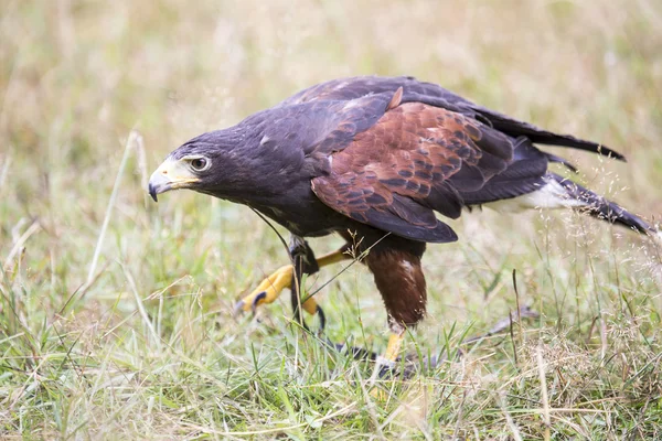 Harris hawk lopen tussen het gras — Stockfoto