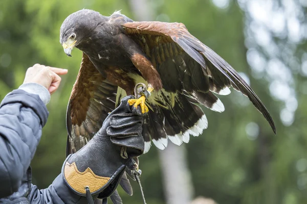 Falconiere con un falco di Harris sul braccio — Foto Stock