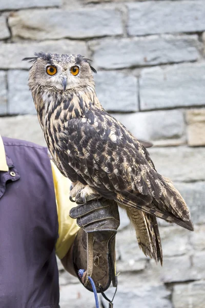 Gufo reale eurasiatico sulla mano di un falconiere — Foto Stock